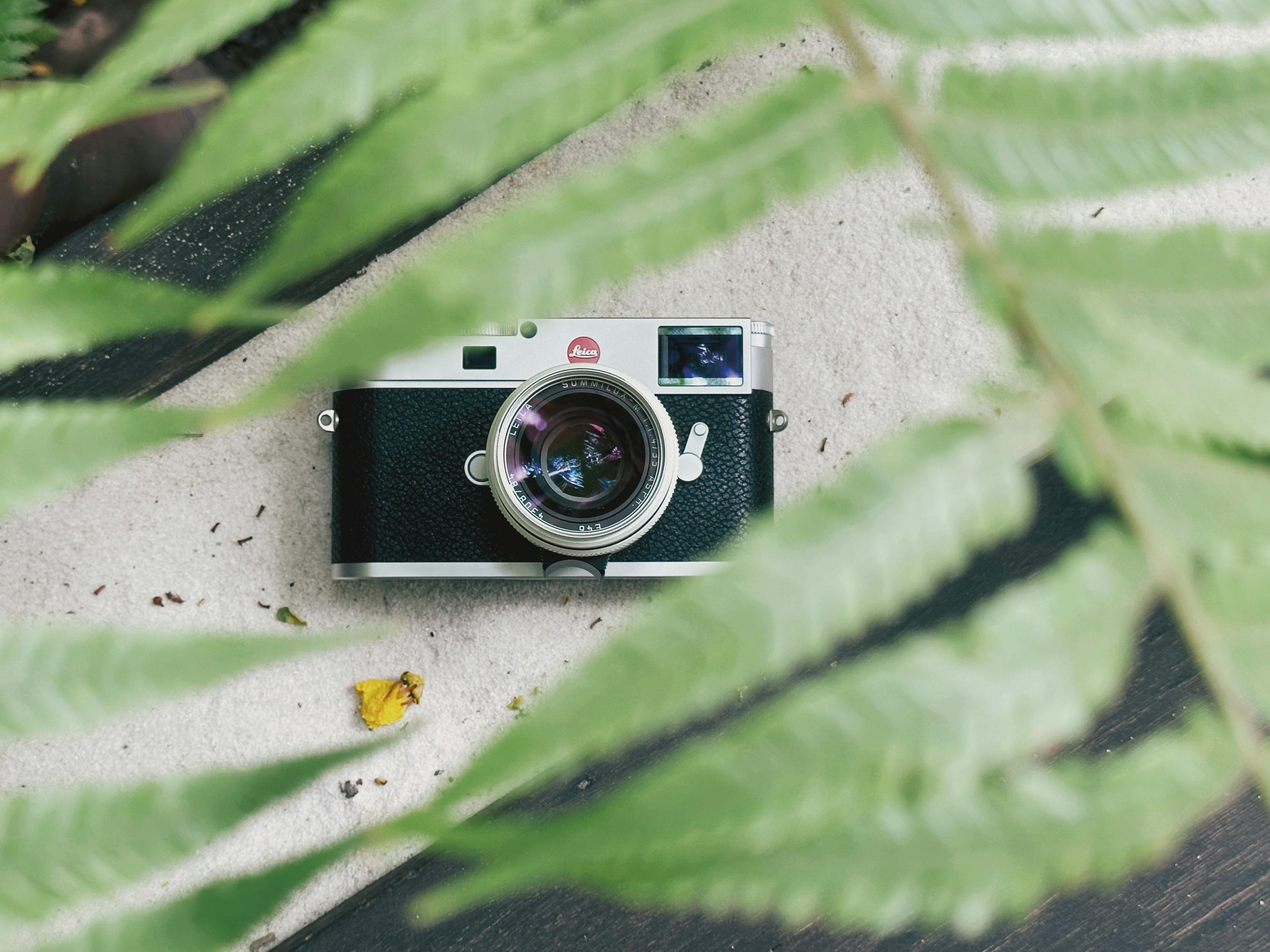 Top view of a vintage camera framed by vibrant green leaves, creating a natural setting.
