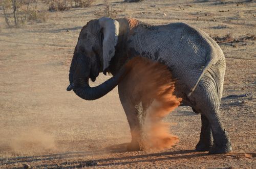 Free African elephant enjoying a dust bath in a dry, arid landscape during the day, capturing wildlife behavior. Stock Photo
