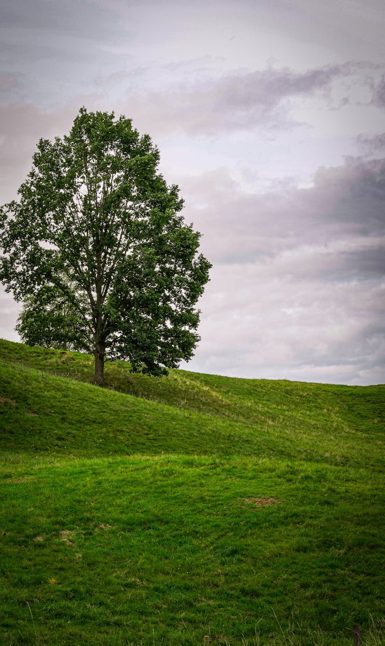 Single Tree On Grassland