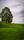 single tree