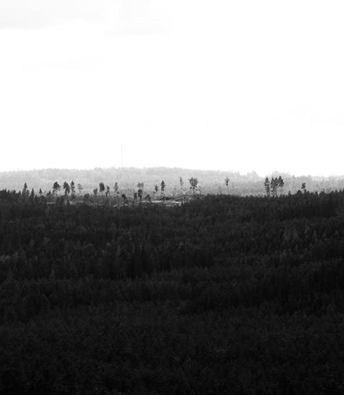 Forest in Black and White