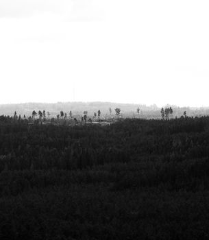 Dramatic aerial shot of a dense forest in black and white, showcasing natural beauty.