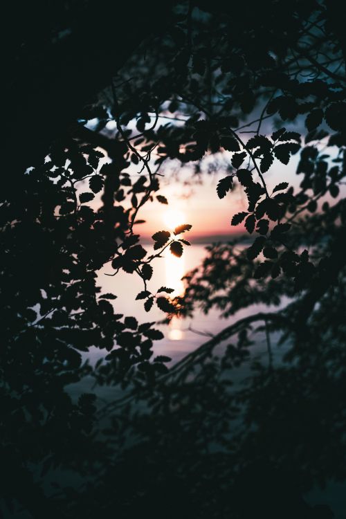 Free Capture of a beautiful sunset behind silhouetted leaves over a calm lake. Stock Photo