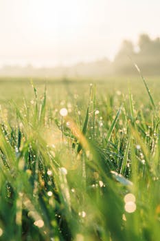Close-up of grass with morning dew reflecting sunlight in a rural field, conveying a serene summer ambiance.
