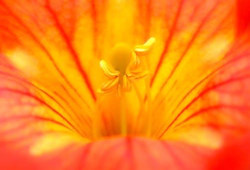 Darmowe zdjęcie z galerii z kwiat, kwitnięcie, pręciki