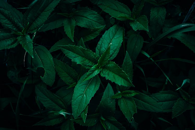 Dark, Green Leaves Of Bush