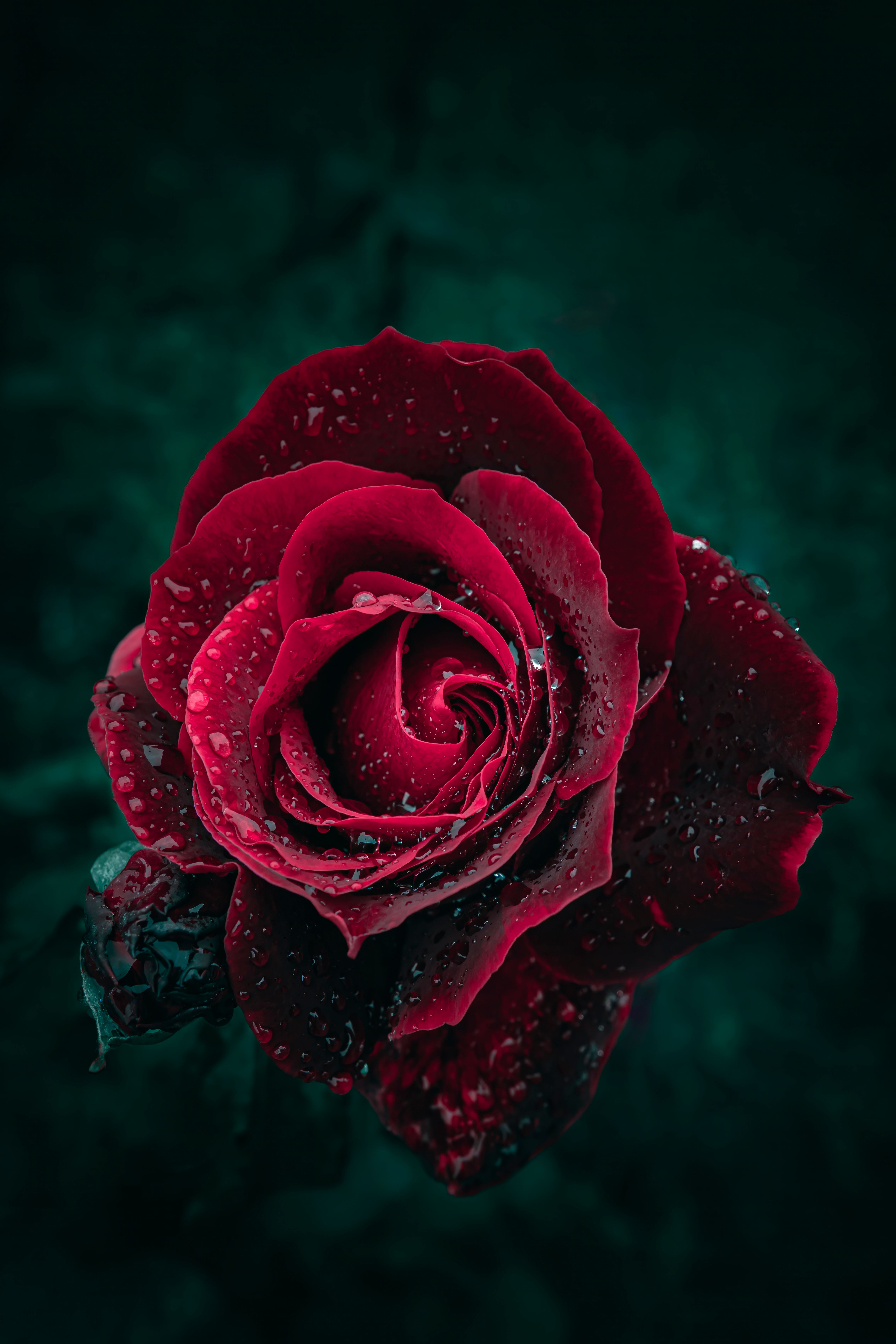 A close up of a red rose flower with many rain drops · Free Stock Photo