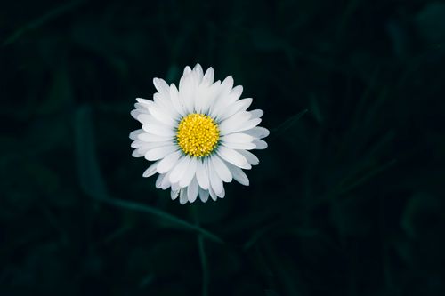 Free A single blooming daisy flower stands out against a moody, dark backdrop, conveying simplicity and beauty. Stock Photo