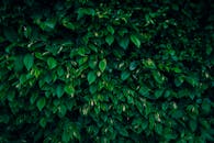 Green Leaves of Bush