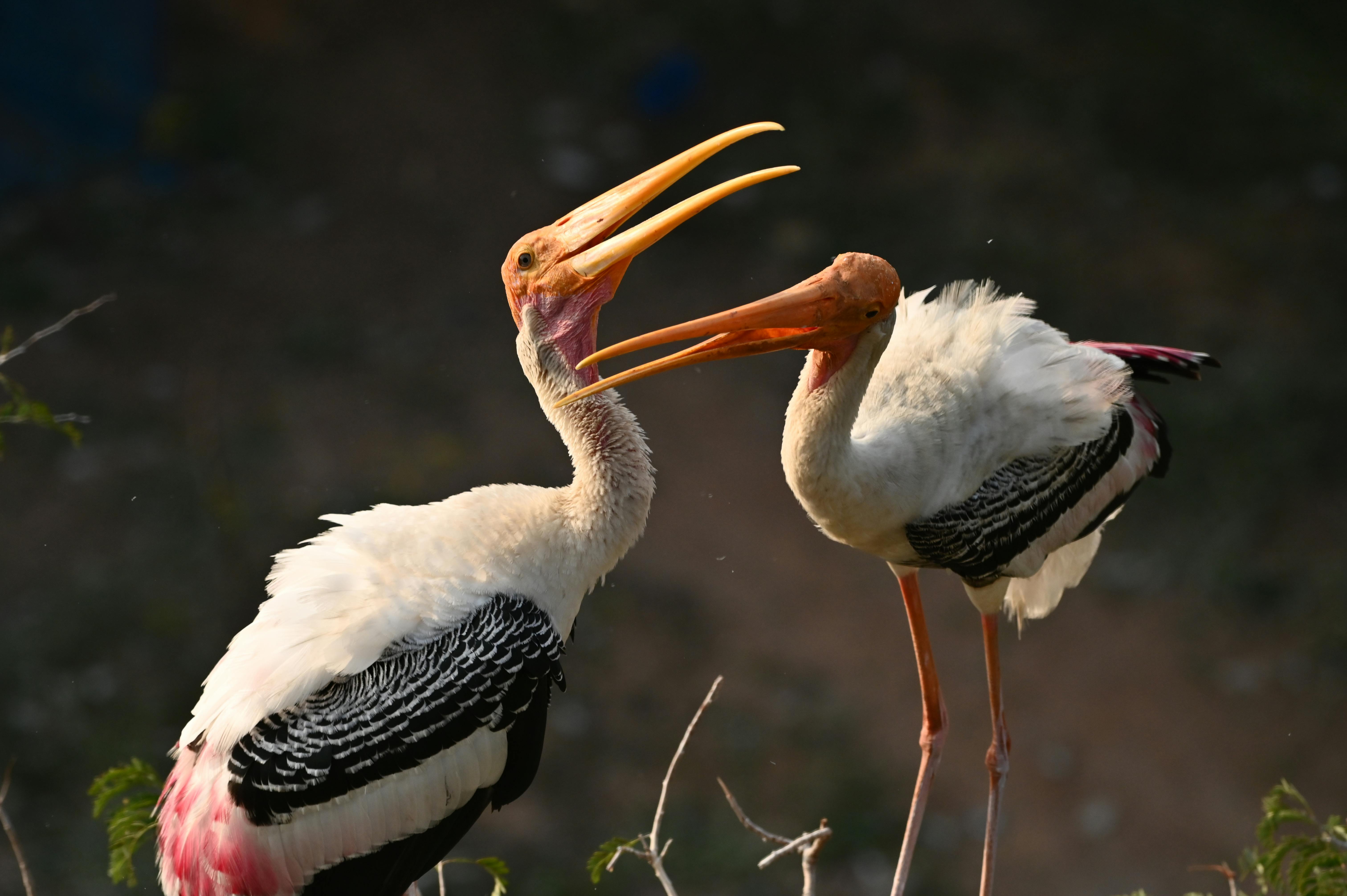 Two Painted Storks Standing Outdoors · Free Stock Photo