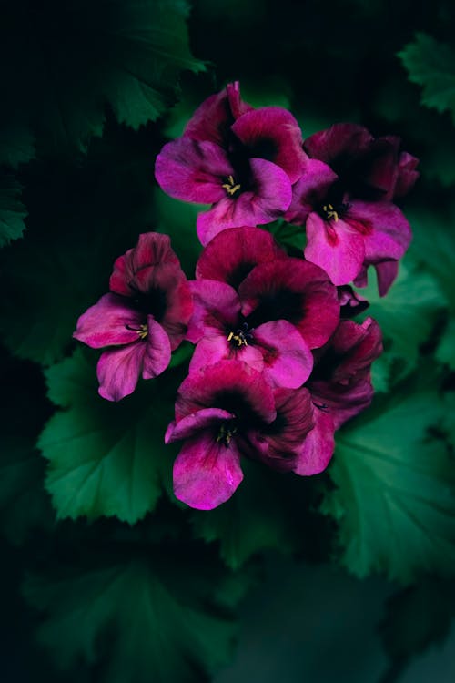 Foto d'estoc gratuïta de enfocament selectiu, flors, fresc