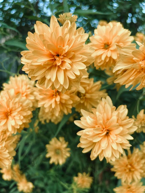 Yellow Chrysanthemum Flowers