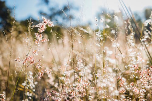 Flowers on Meadow