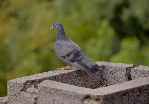 とまる, 動物の写真, 石垣の無料の写真素材