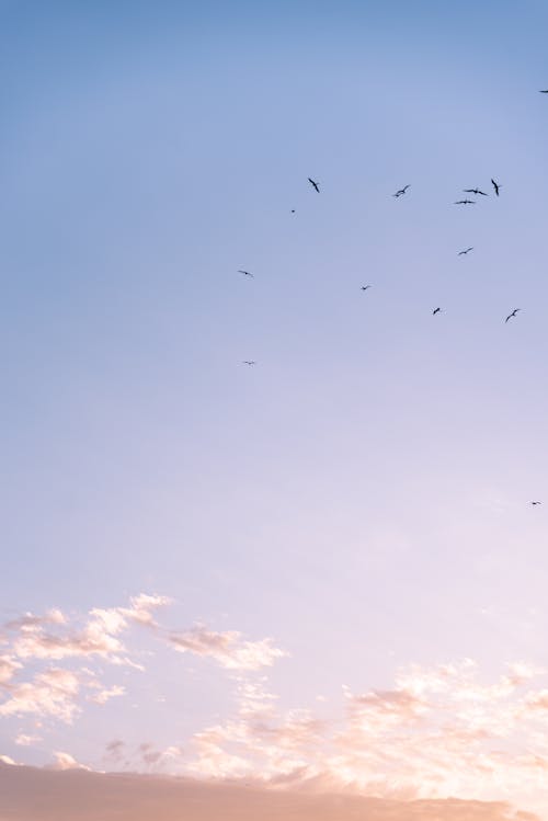 Flock of Birds Flying against the Sky at Sunset