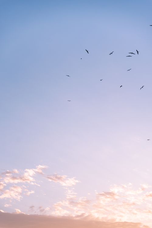 Free A serene scene of birds flying against a colorful sunset sky with clouds. Stock Photo