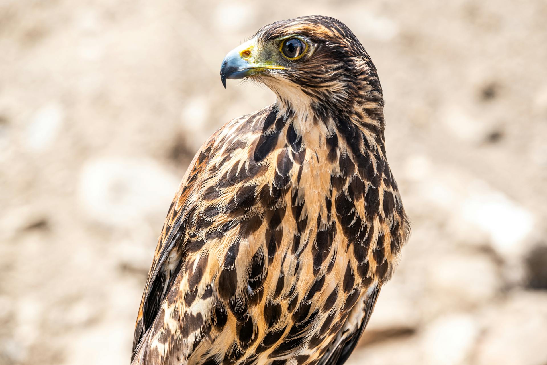 Detailed view of a Harris's Hawk in natural light, showcasing its striking plumage.