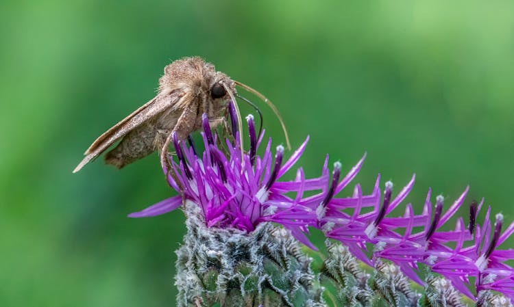 Moth On Purple Flower