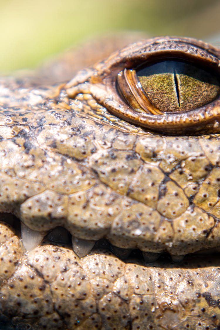 Eye Of Crocodile