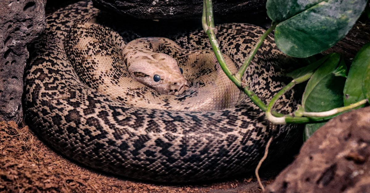 Close up of Python Snake · Free Stock Photo