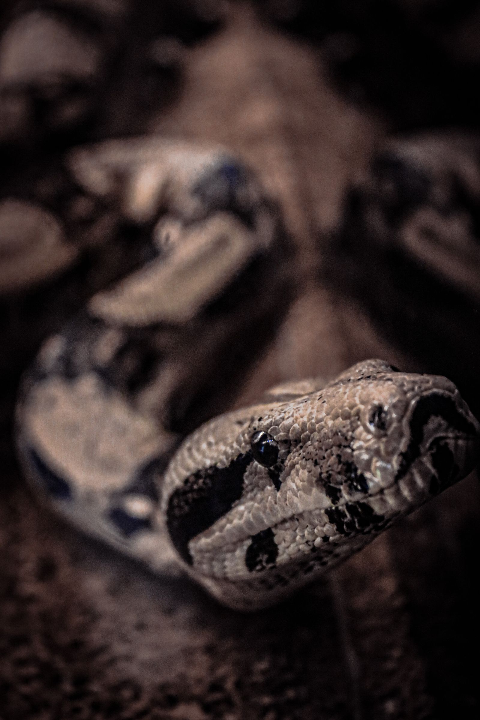 Python Snake Photos, Download The BEST Free Python Snake Stock Photos ...