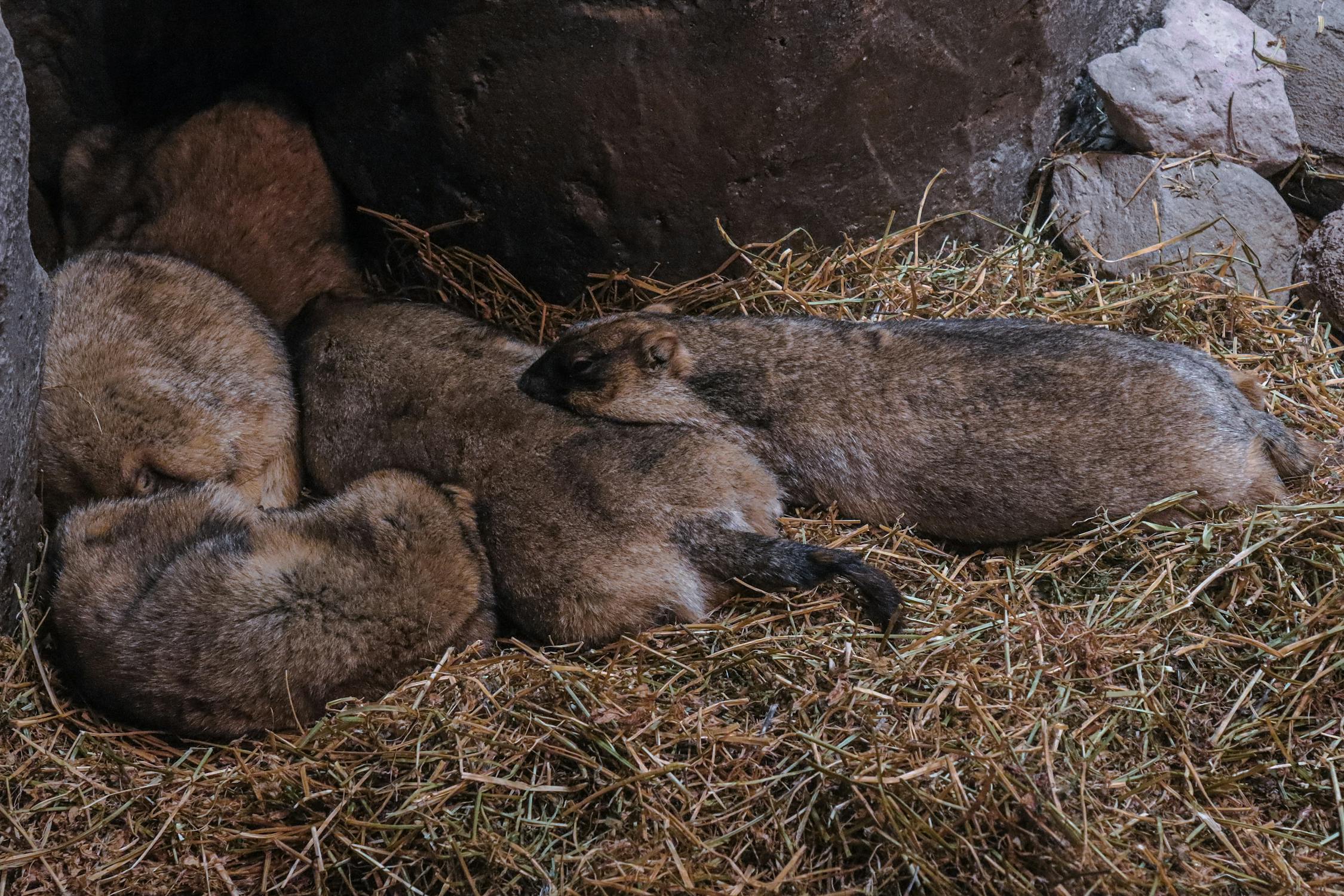 Rock Rabbits Sleeping in Burrow · Free Stock Photo