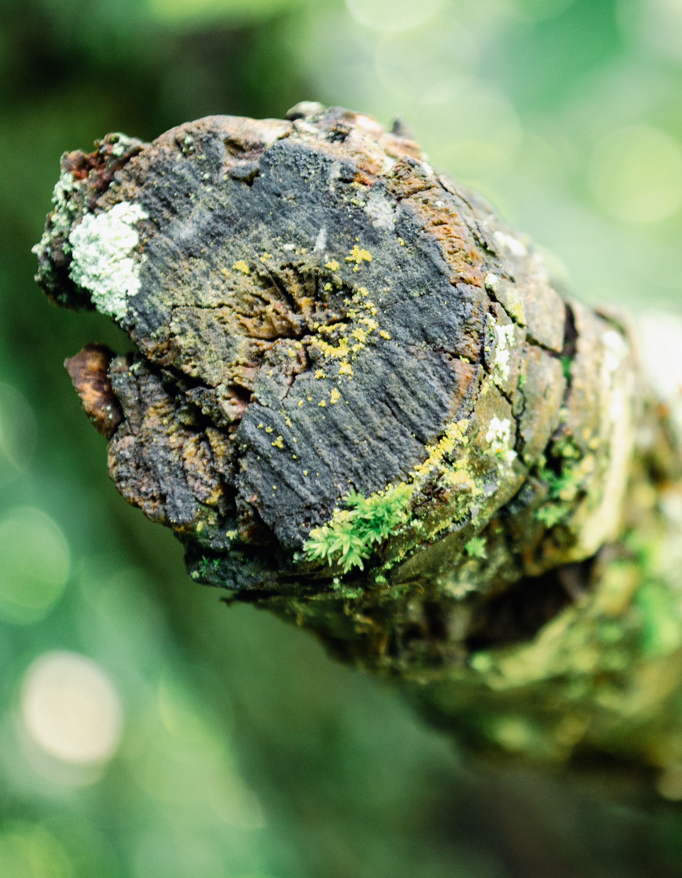 Close up of Tree Trunk · Free Stock Photo