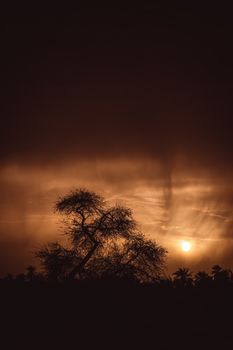 A silhouetted tree against a desert sky during a dramatic sunset, capturing the beauty of nature.