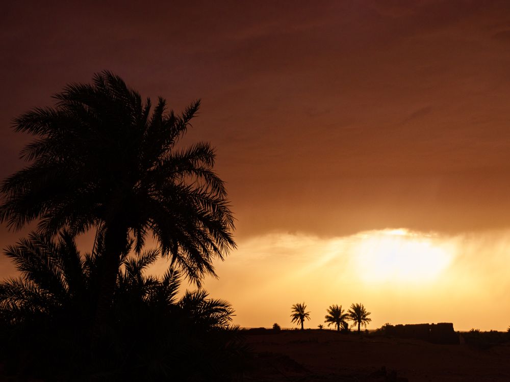 Beautiful palm tree sunset, Sudan