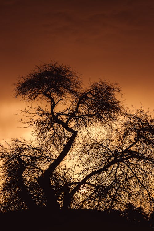 Dead tree sunset