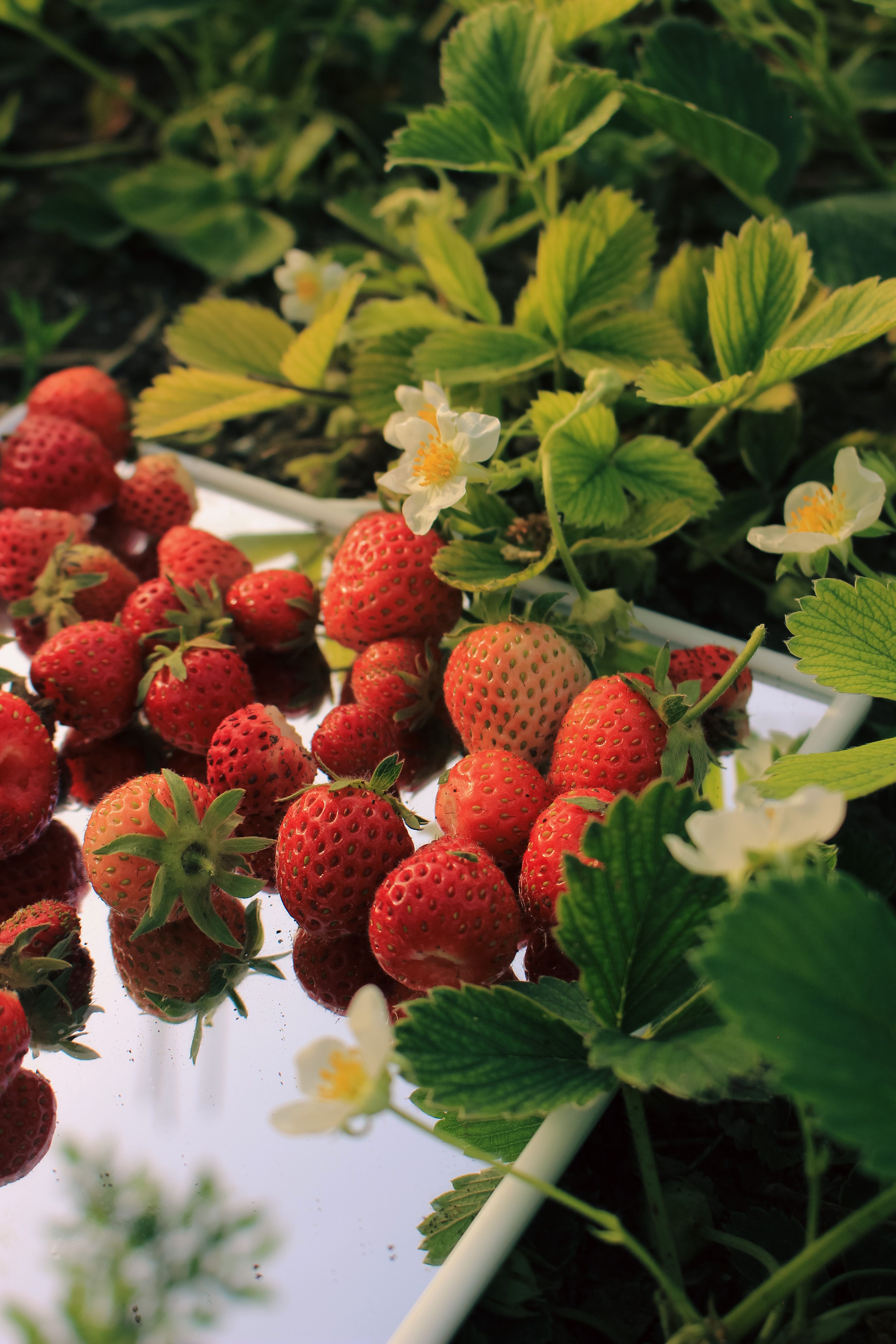Close up of Strawberries on Mirror · Free Stock Photo