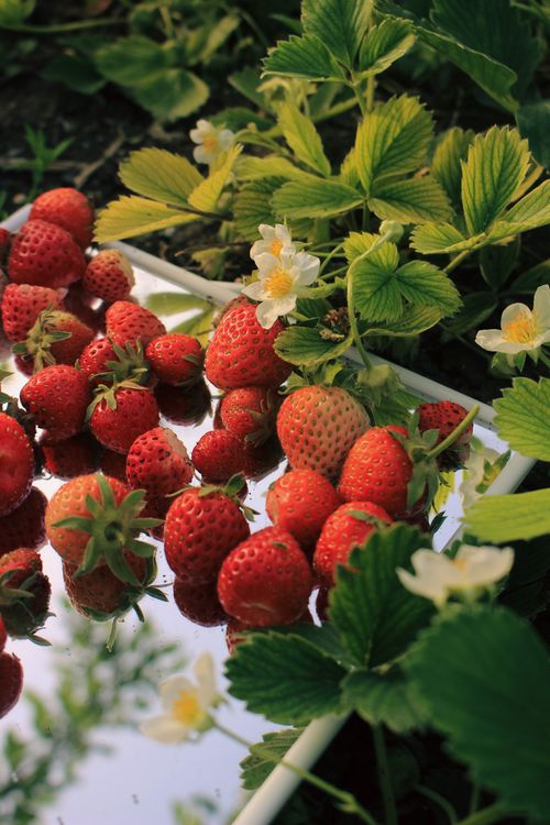 Free Vibrant red strawberries with green leaves and white blossoms, perfect for a summer scene. Stock Photo