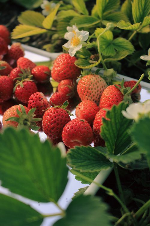 Free Juicy strawberries surrounded by lush green leaves, perfect for natural and organic fruit themes. Stock Photo