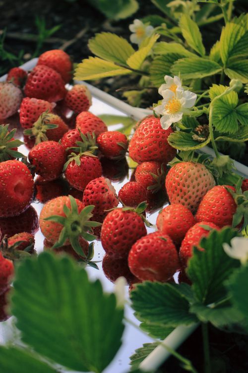 Free Vibrant strawberries and green leaves reflected on a mirror in a garden setting. Stock Photo