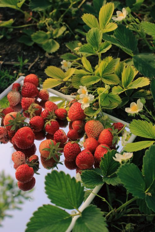 Free Vibrant strawberries and flowers on a reflective tray surrounded by lush greenery. Stock Photo
