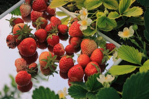 Free Fresh strawberries on a reflective surface surrounded by green leaves and white flowers. Stock Photo
