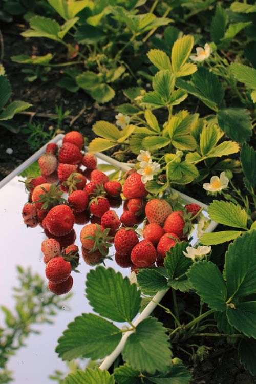 Free Close-up of fresh strawberries and leaves on a mirror in a garden setting. Stock Photo