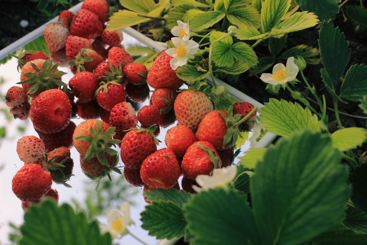 Fraise - D'où vient la fraise ?