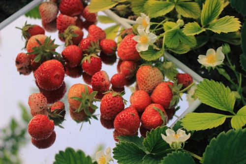 Free Close-up of ripe strawberries and green leaves with mirror reflection. Stock Photo