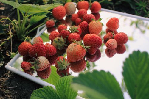 Free Strawberries lying on a mirror in a field, reflecting lush green leaves and ripe fruit. Stock Photo