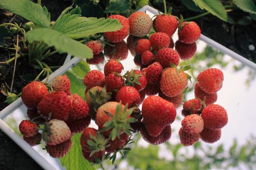 Free Ripe strawberries on a mirror with green leaves, capturing a fresh outdoor vibe. Stock Photo