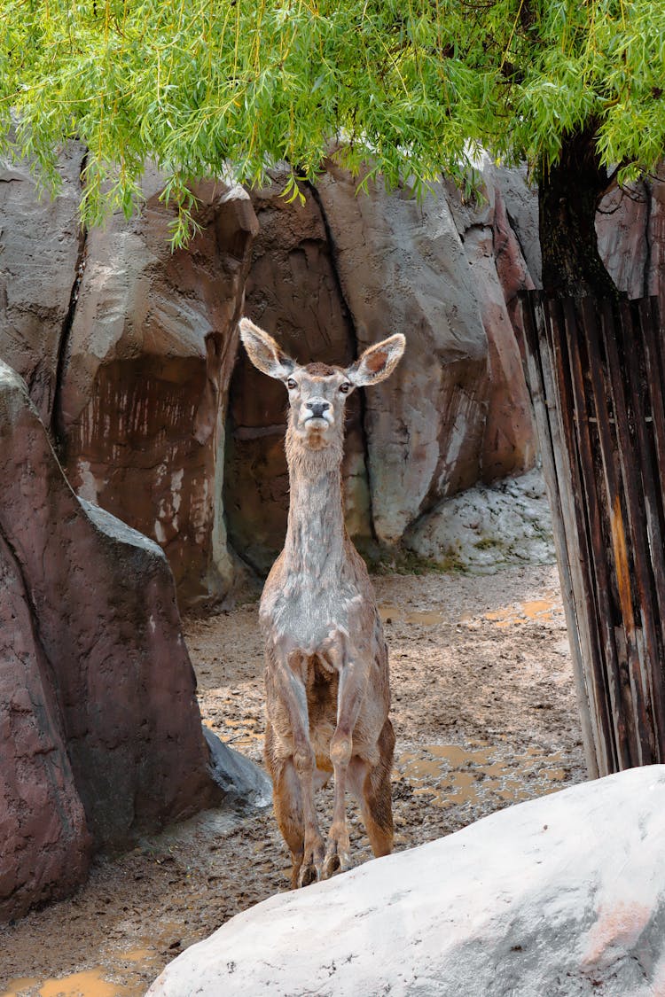 Blue Cow Standing On Rock