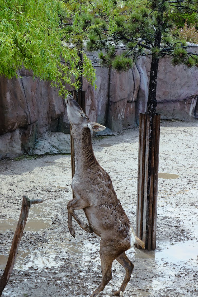 Blue Cow Antelope In ZOO