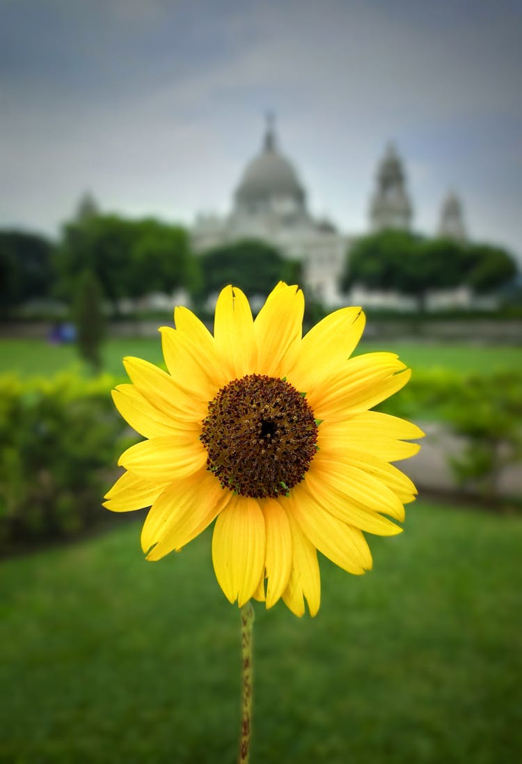 Sunflowers In Victoria Memorial Park In Calcutta