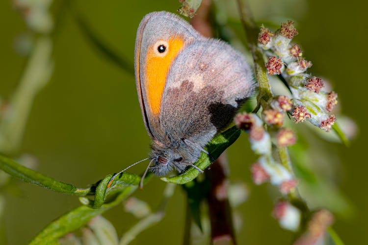 Close Up Of Small Heath Butterfly