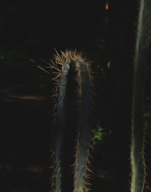 Cactus in Darkness