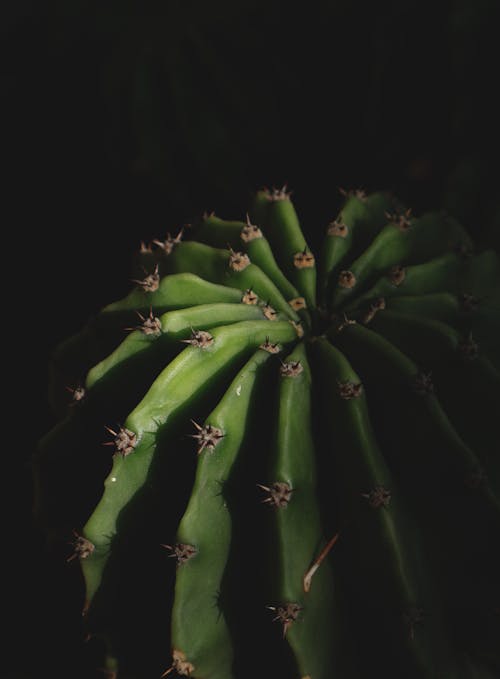 Close up of Green Cactus