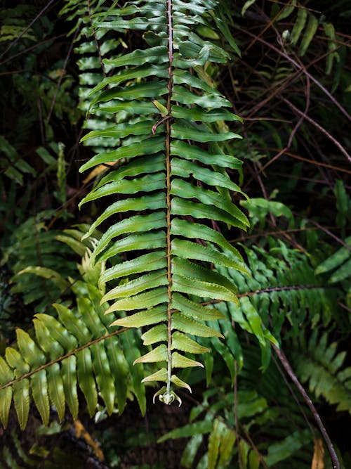 Tropical Leaves in Jungle