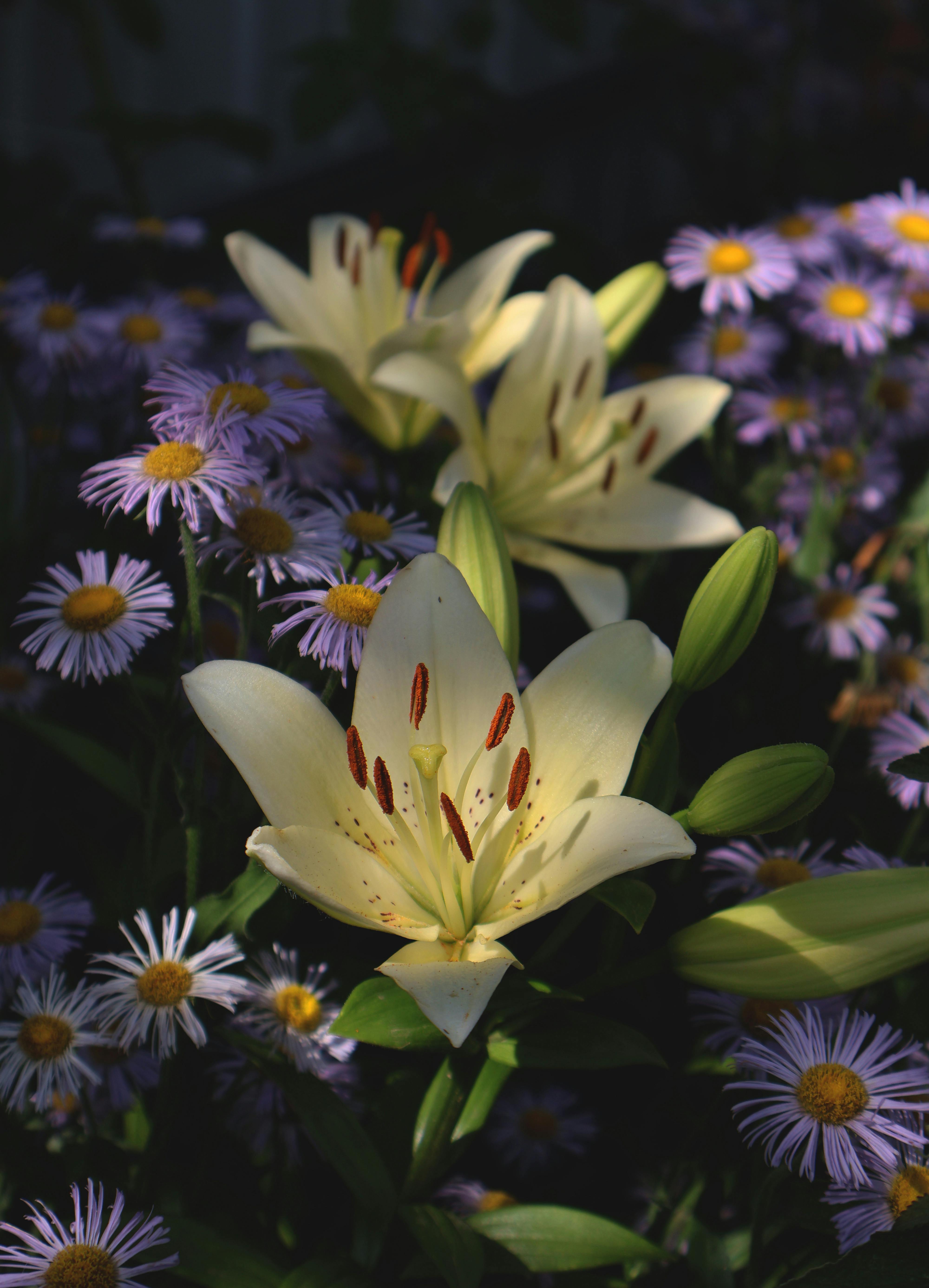 A serene garden scene featuring blooming white lilies and purple wildflowers.