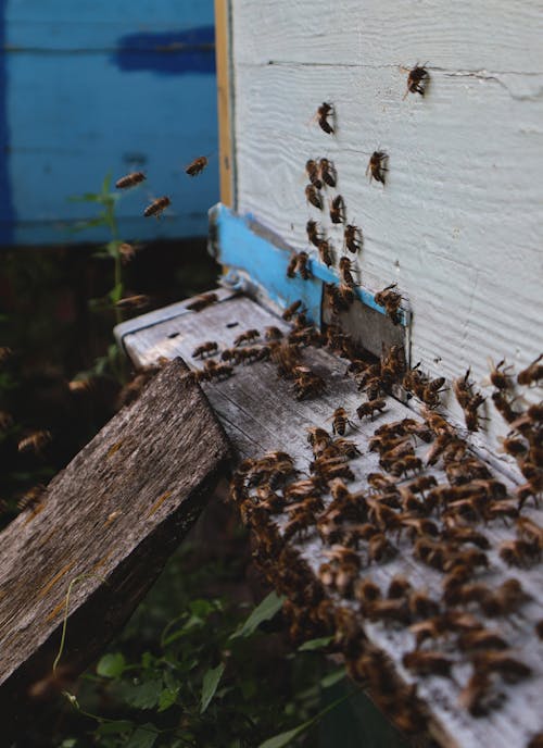 Swarm of Bees on Beehive
